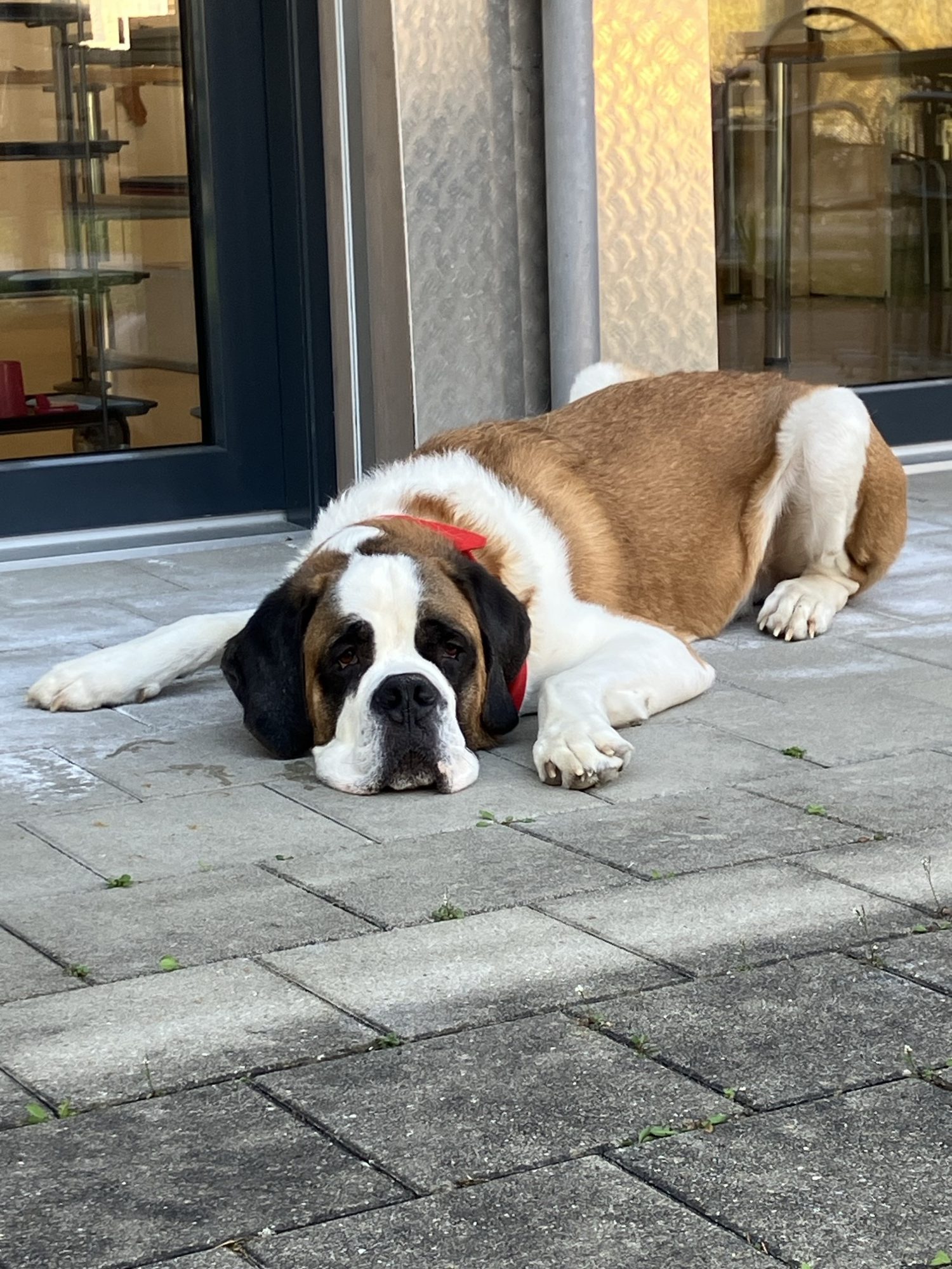 Read more about the article Sozialhund Musk
