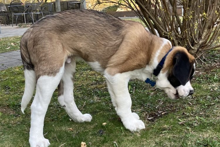 Hund5